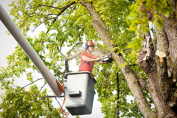 Best Fruit Tree Pruning  in Bren Arrow, OK